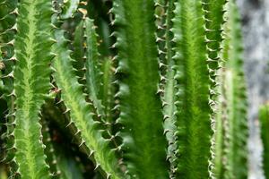 hoog cactussen fabriek. groep van groot cactus. foto