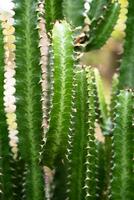 hoog cactus. groep van groot cactussen fabriek. foto