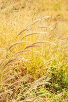 wild droog gras in de weide. foto