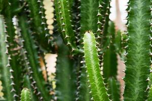 hoog cactussen fabriek. groep van groot cactus. foto