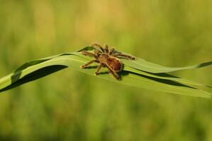 jeugdig bordeaux skelet tarantula ephebopus rufescens Aan groen blad foto