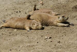 Europese grond eekhoorn spermophilus citellus, suslik, gopher foto