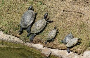 familie schildpadden eet gras, binnen de dierentuin foto