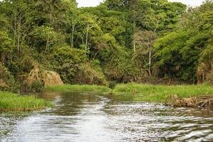 een rivier- en mooi bomen in een regenwoud Peru foto