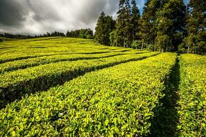 Portugal azoren eilanden sao miguel thee plantage foto