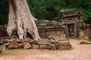 ta prohm tempel, angkor, in de buurt siem oogsten, Cambodja foto