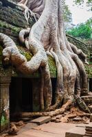 ta prohm tempel, angkor, in de buurt siem oogsten, Cambodja foto