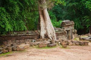 ta prohm tempel, angkor, in de buurt siem oogsten, Cambodja foto