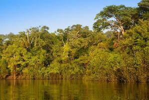 een rivier- en mooi bomen in een regenwoud Peru foto