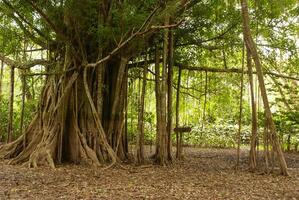 Amazon jungle boom foto