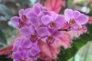 Purper doritis orchidee bloem met wazig achtergrond foto