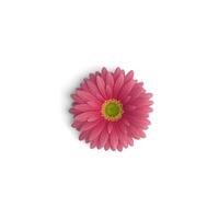 gerbera bloem roze aard palet verbijsterend bloemen blad composities geïsoleerd Aan wit achtergrond foto