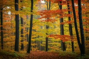 ai gegenereerd kleurrijk herfst Woud foto