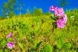 mooie weide bloem roze geranium. zomerlandschap hemsedal noorwegen foto