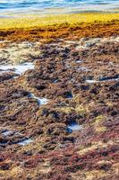 zeer walgelijk zeewier sargazo textuur strand playa del carmen mexico foto