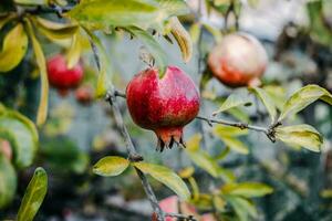 granaatappel fruit hangende Aan een boom takken in de tuin. oogst concept. ochtend- herfst licht. foto