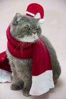 grijs verdrietig Brits kat in een de kerstman kostuum zit in een mand in de buurt de Kerstmis boom foto