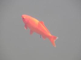 vissen zwemmen in de watertank kudde foto