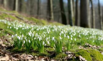 ai gegenereerd mooi sneeuwklokje bloemen groeit in Woud, detailopname. vroeg de lente. selectief focus, bokeh licht foto