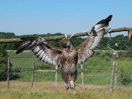 dieren op de achtergrond van een omheining en de natuur foto