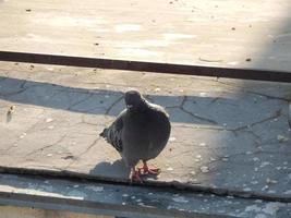 verschillende dieren in de stad van vogels, honden, insecten foto