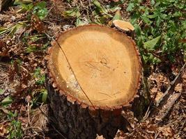 houtstructuur hout bomen kappen foto