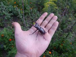 grote kever hert kever insecten foto