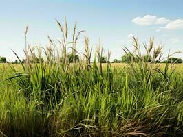 ai gegenereerd prairies grassen met blauw lucht visie. gras Aan wild veld. generatief ai foto