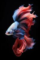 ai gegenereerd agressief Siamees visvangst vis, betta met multi levendig kleuren geïsoleerd zwart achtergrond foto