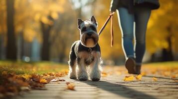 ai gegenereerd miniatuur schnauzer wandelen in de park met zijn eigenaar foto