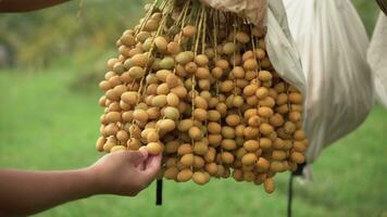 detailopname foto Aziatisch ouderen boer Holding vers geel datums en oogsten produceren in de datum palm plantage.