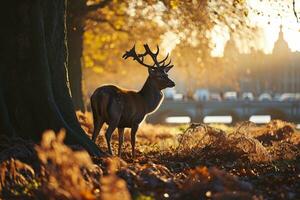 ai gegenereerd braak hert in herfst park Bij zonsondergang. mooi dier met gewei. foto