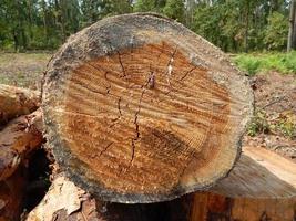 houtstructuur hout bomen kappen foto