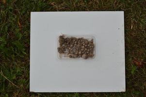 items op een witte achtergrond op het gras foto