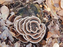 wilde bessen in de herfst groeien in het bos foto