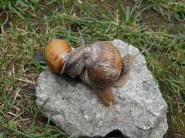 slak die door het groene gras in de tuin kruipt foto