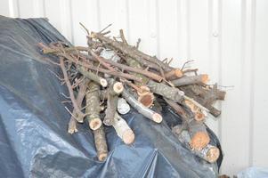brandhout verzamelen voor het aansteken van de kachel uit het bos foto