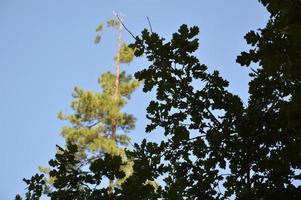 zomer groen bos in zonlicht foto