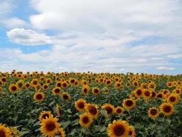 veld van zonnebloemen textuur foto