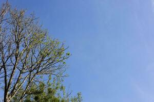 op zoek omhoog top bomen de blauw lucht foto