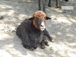 dieren op de achtergrond van een omheining en de natuur foto