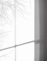 wit muur achtergrond, grijs studio kamer met licht, takken boom en venster kader schaduw Aan beton oppervlak, leeg cement muur met zonlicht reflecteren Aan structuur foto