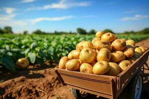 ai gegenereerd mand vol van vers geoogst aardappelen in een zomer veld- foto