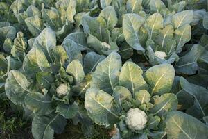 vers bloemkool de rauw groente groeit in biologisch bodem in de tuin. biologisch landbouw van vers bloemkool plantage foto