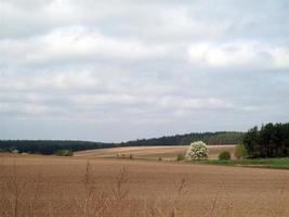 veld buiten de stad, landbouw planten foto