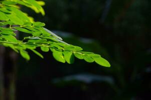 dichtbij omhoog van moringa bladeren Aan een boom dat zijn groen en vers foto