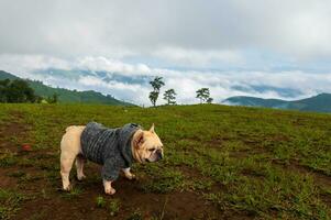 hond met bergen en mist in de ochtend- Bij mae tho visie punt, Chiang mei, Thailand foto