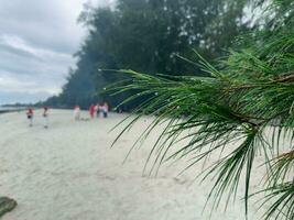 water dat nog steeds stokjes Leuk vinden dauw na regen Aan pinus densiflora met veel abstract mensen in de achtergrond foto