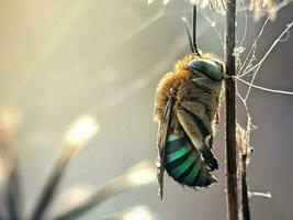 detailopname van een troosteloos schepsel in natuur foto