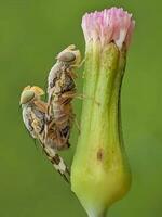 detailopname van een groen insect Aan een weelderig fabriek foto